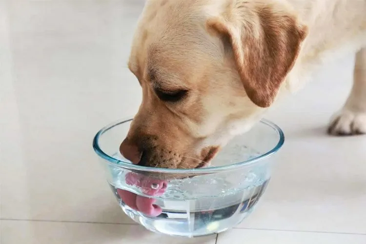 perro tomando agua