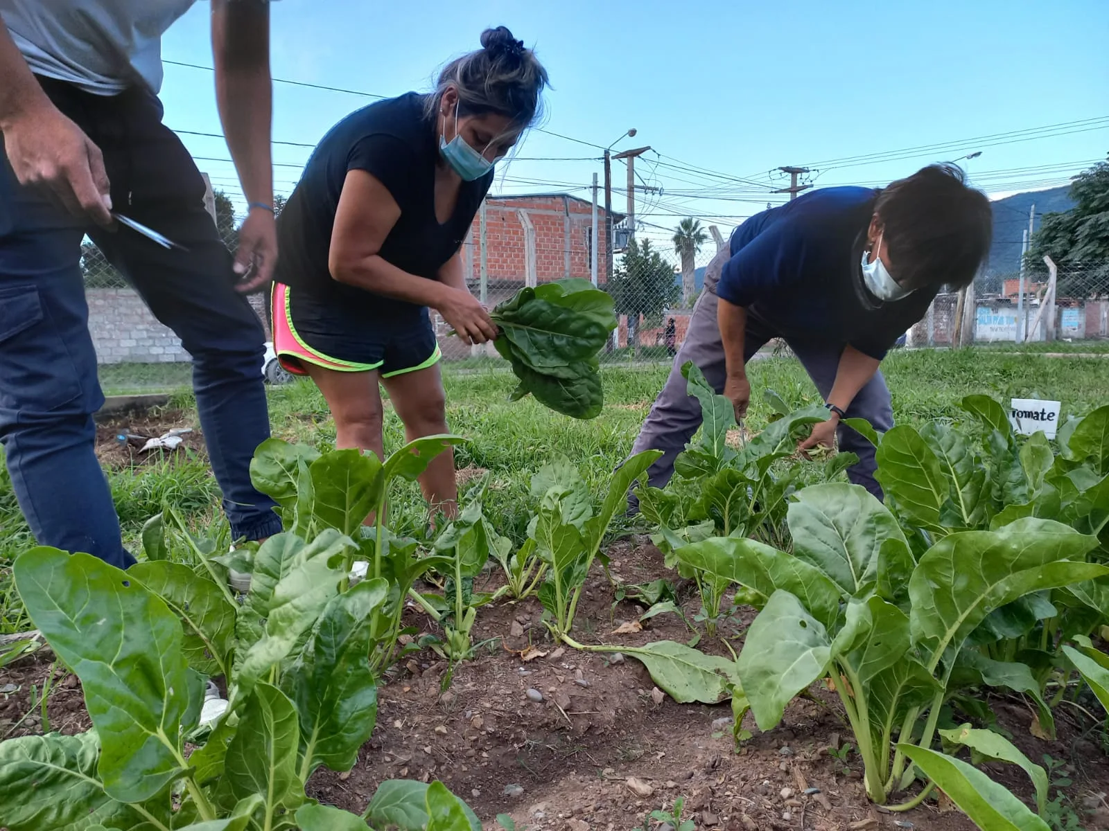 taller compost y huerta San Benito 6