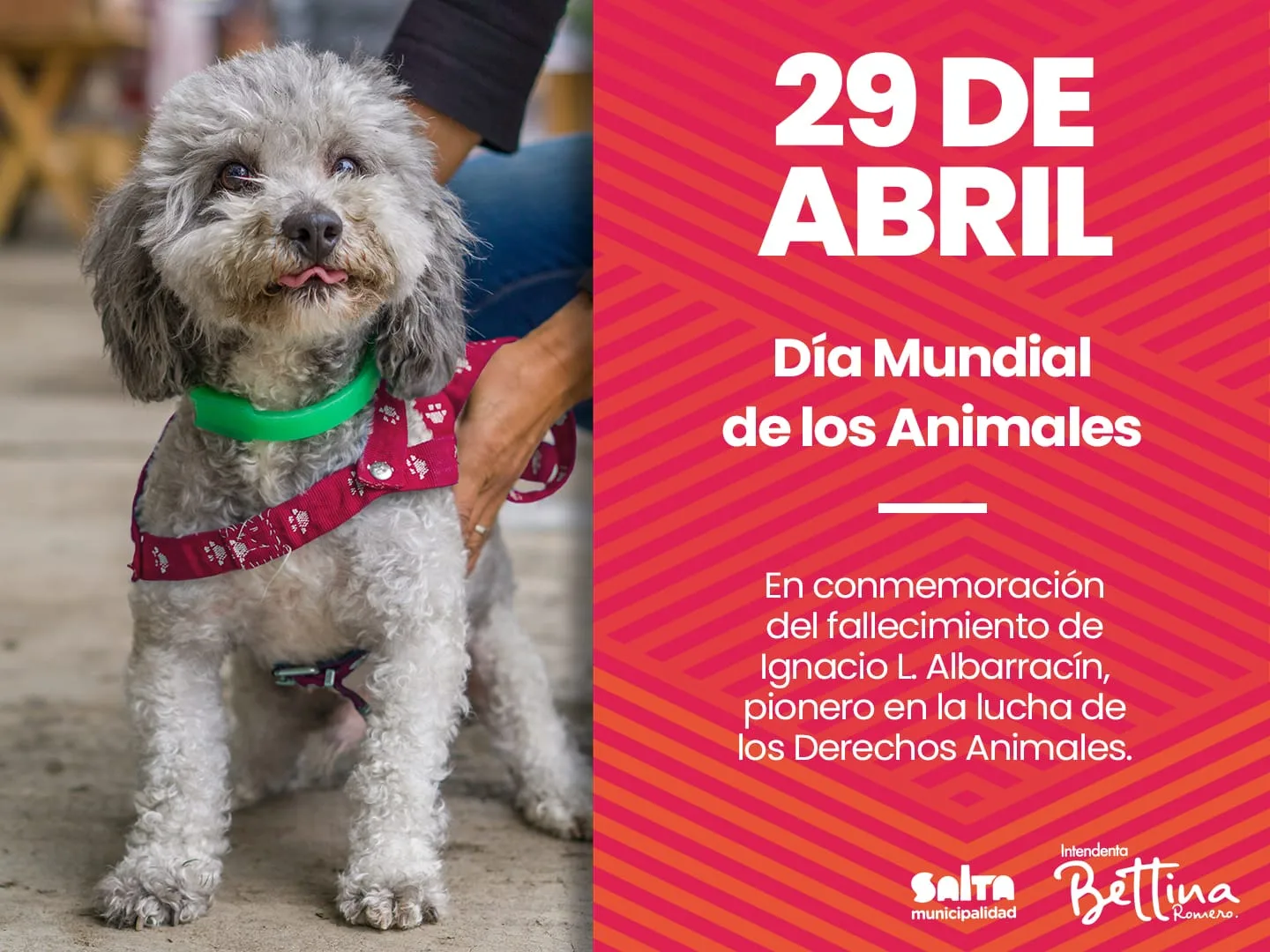 Día del animal 1