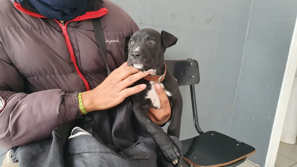 hospital-de-salud-animal-7-1024x576
