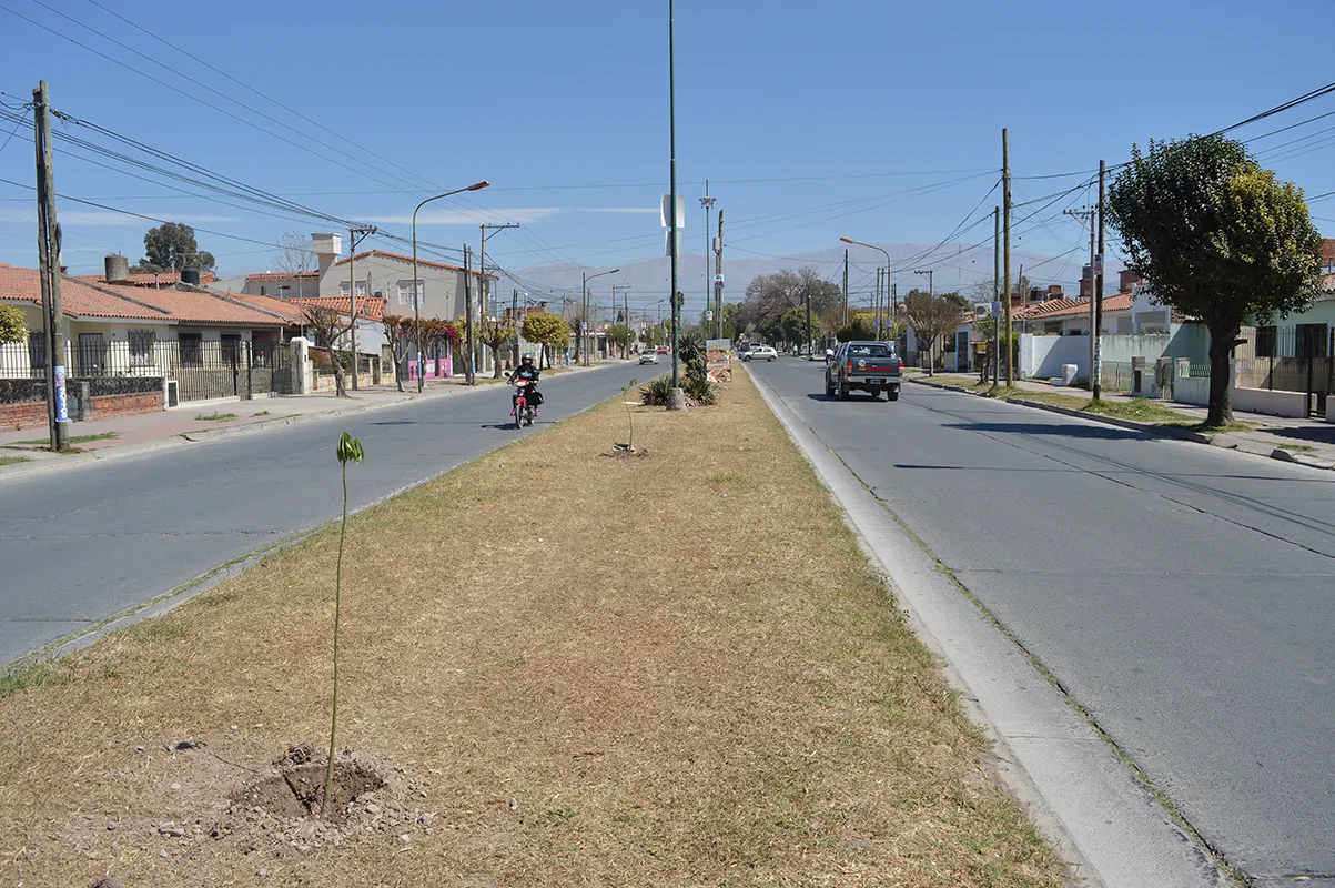 Plantacion-de-arboles-en-Av.-Belgica-1