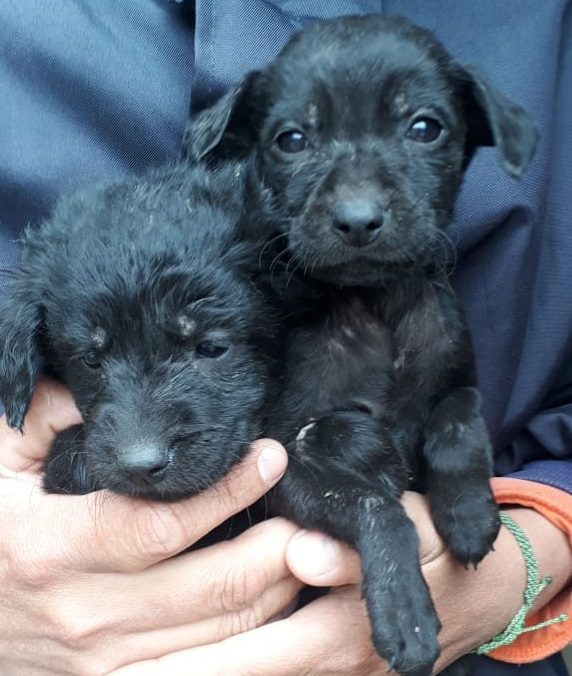 cachorros2 ok