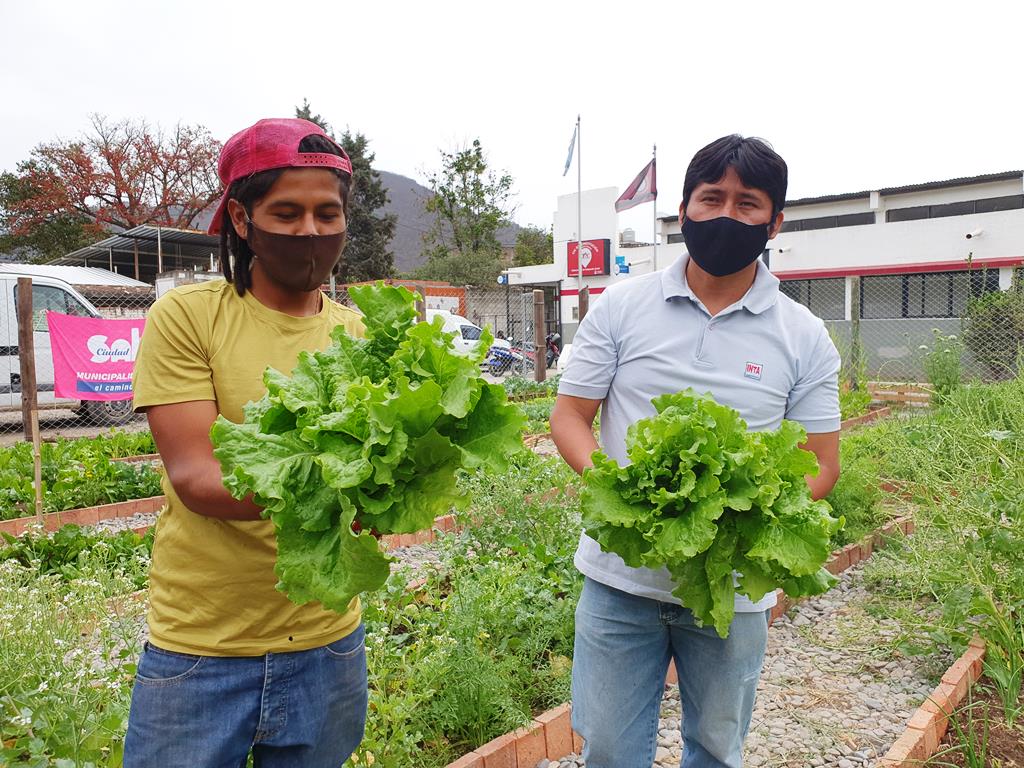 nueva cosecha vegetales CIC Const 3