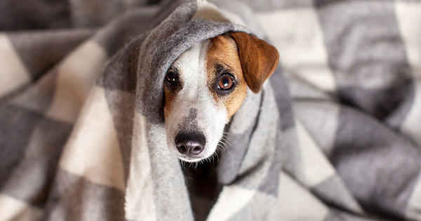 purina-como-cuidar-a-mi-perro-del-frio-en-temporada-invernal