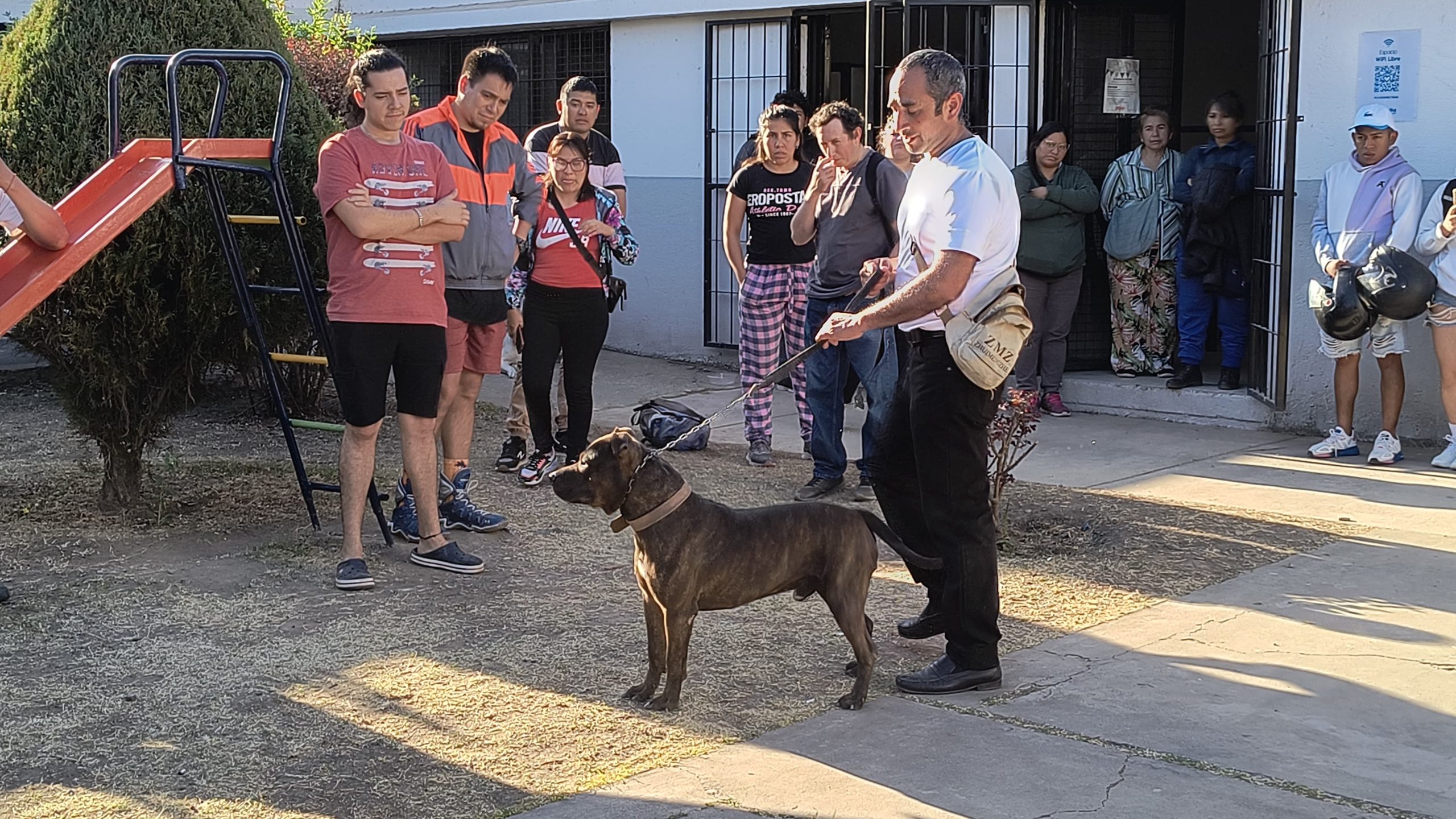 taller perros peligrosos 3