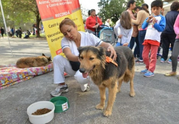 perros de peregrinaciones (1)