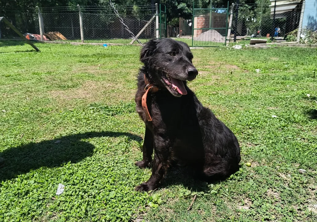 perros-centro-de-adopcion-4-1024x718