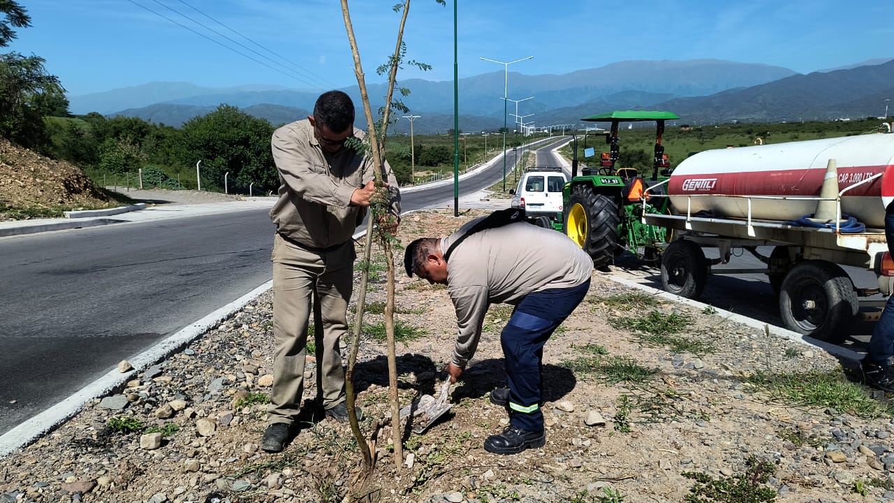 PLANTACION AV LIBERTADOR (2)