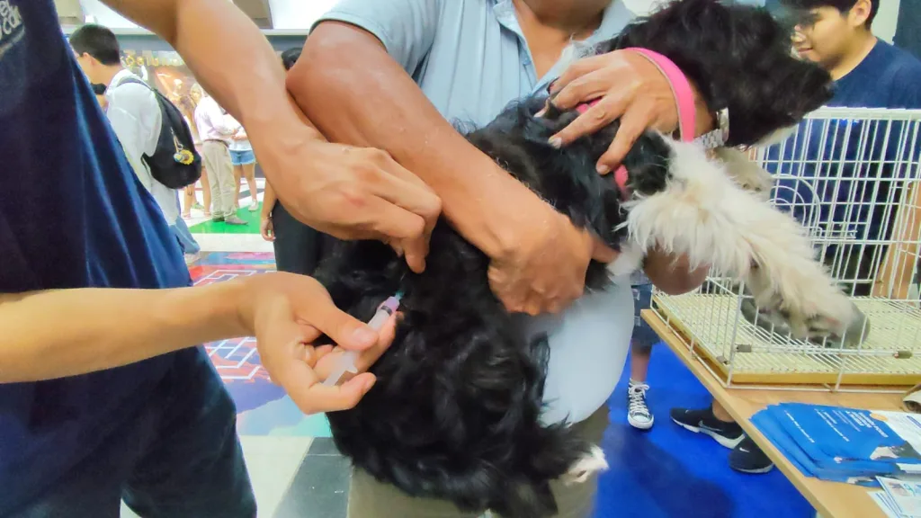 adopcion-alto-noa-2-1024x576