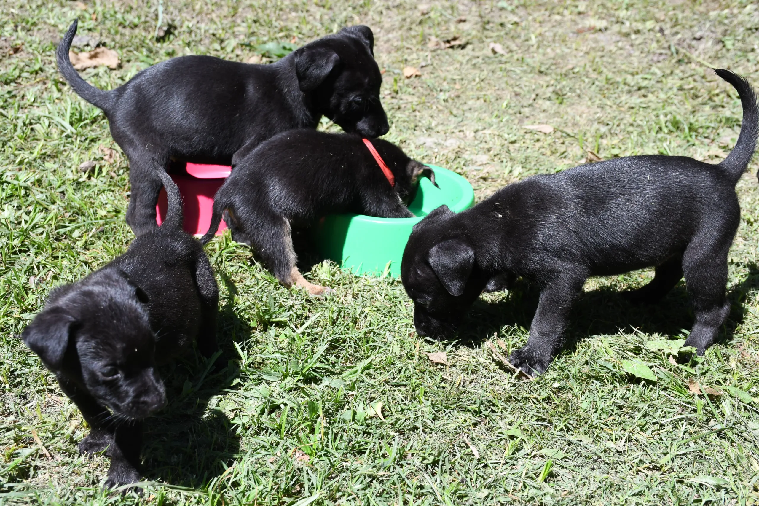 cachorros en adopcion