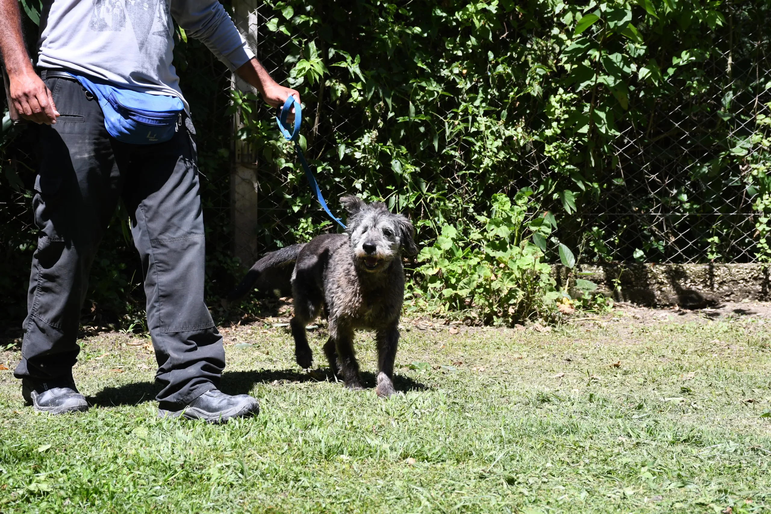 perros Centro de Adopciones (1)