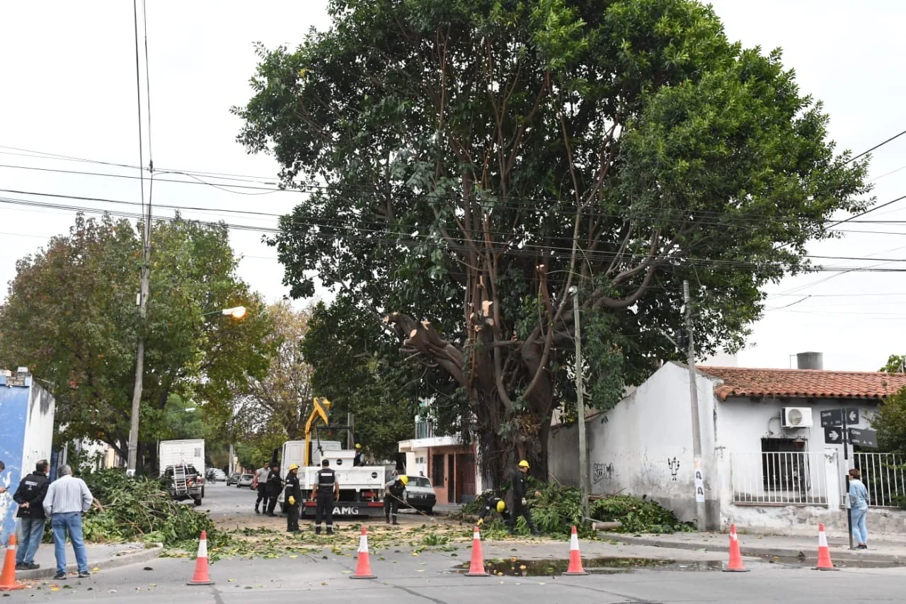 extraccion arbol (2) extraccion arbol (2)