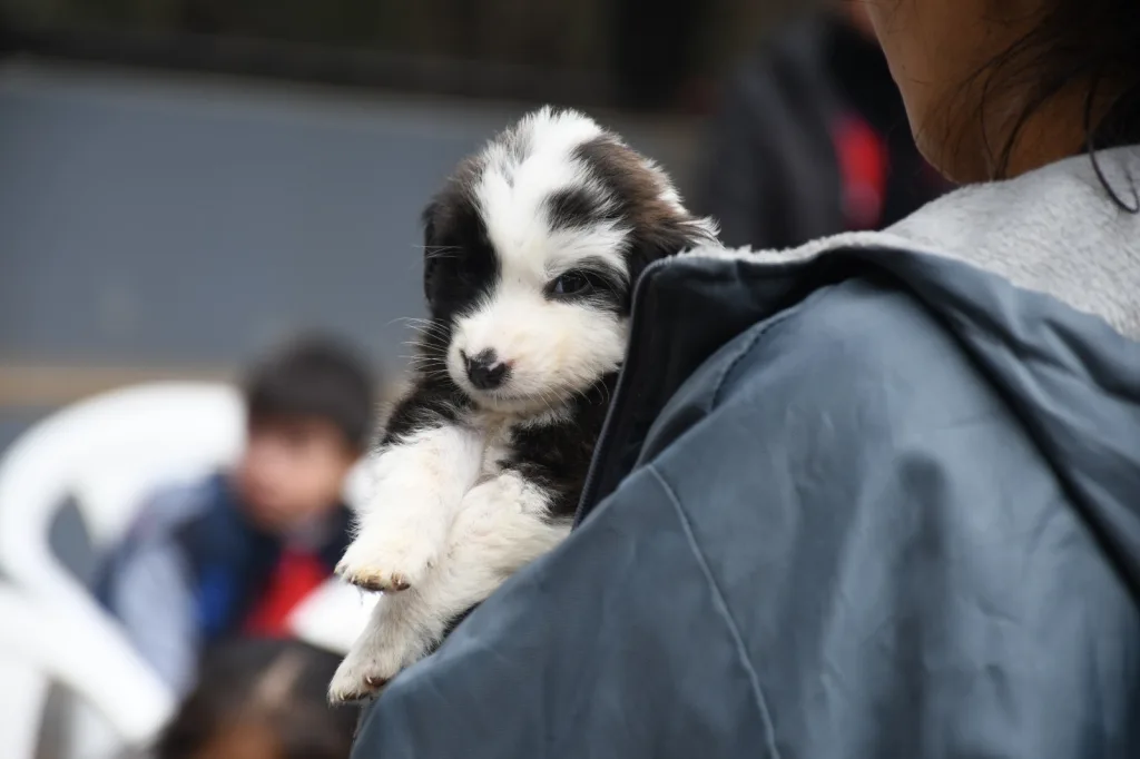 proyecto-educativo-en-el-centro-de-adopciones-7-1024x682