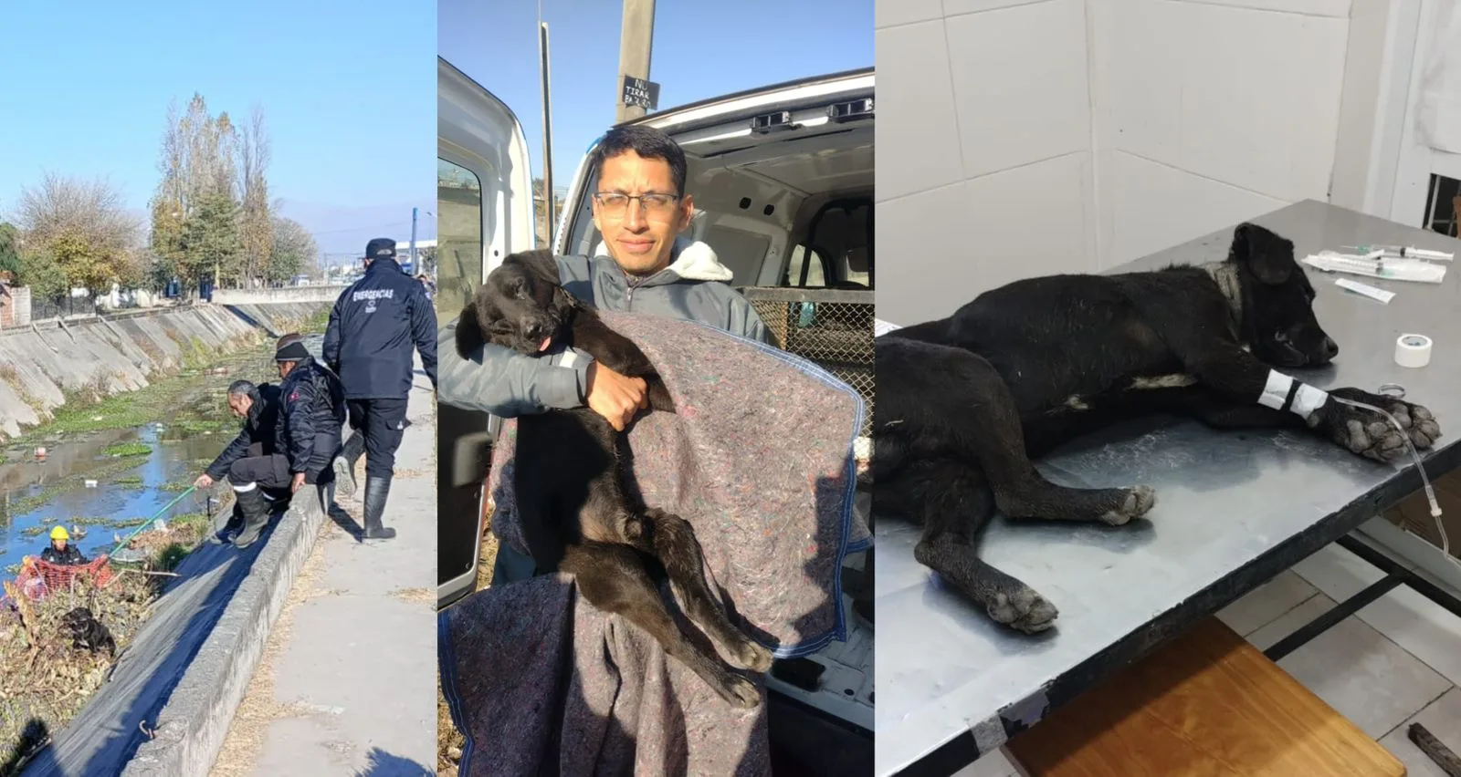 perrito rescatado (1)