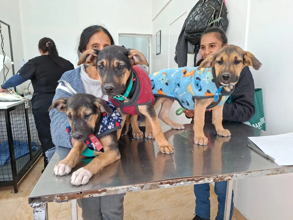 castracion-perros-1-1024x768