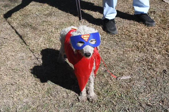 Centro de Adopciones 15