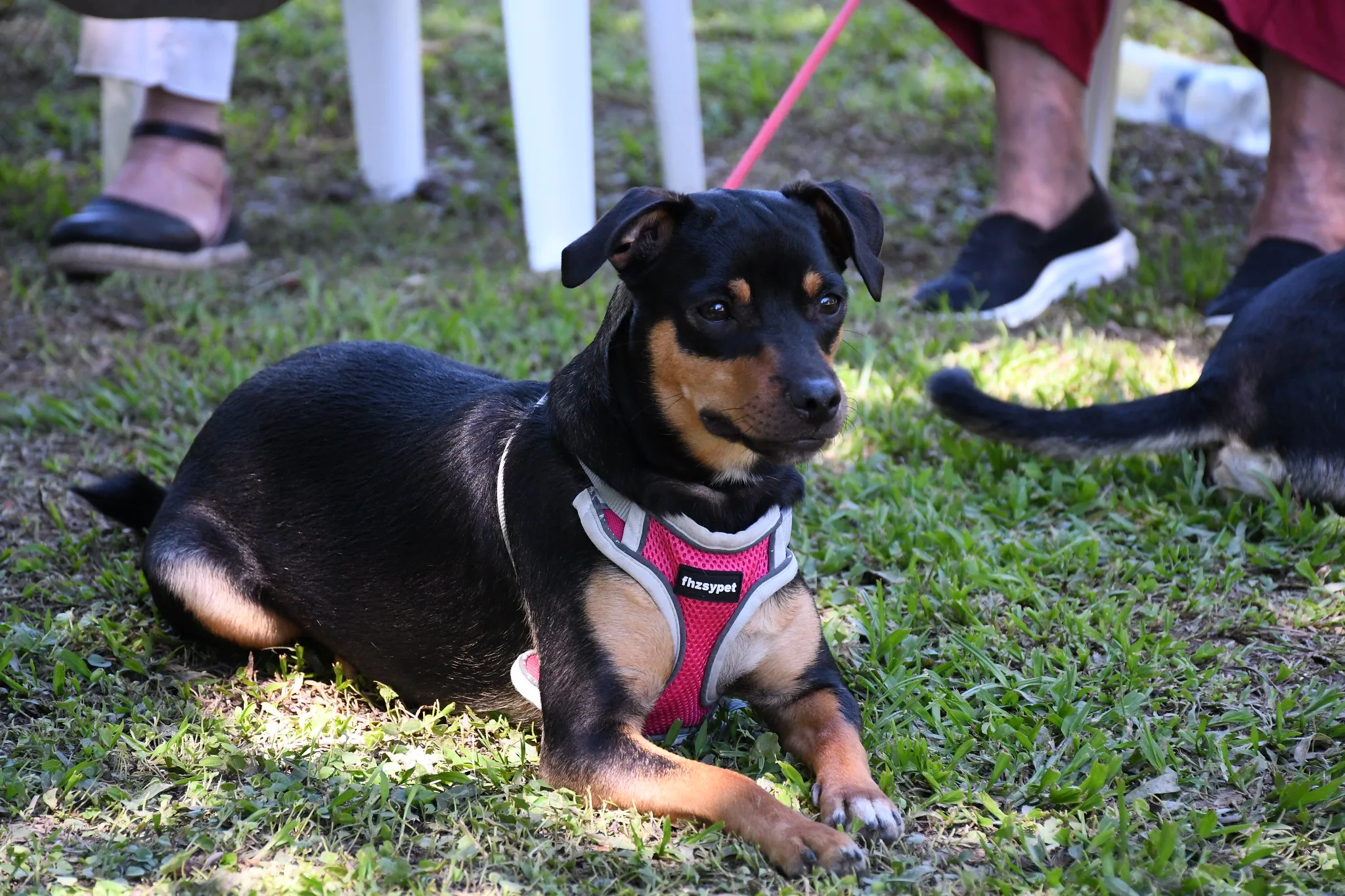 Centro de Adopciones 20