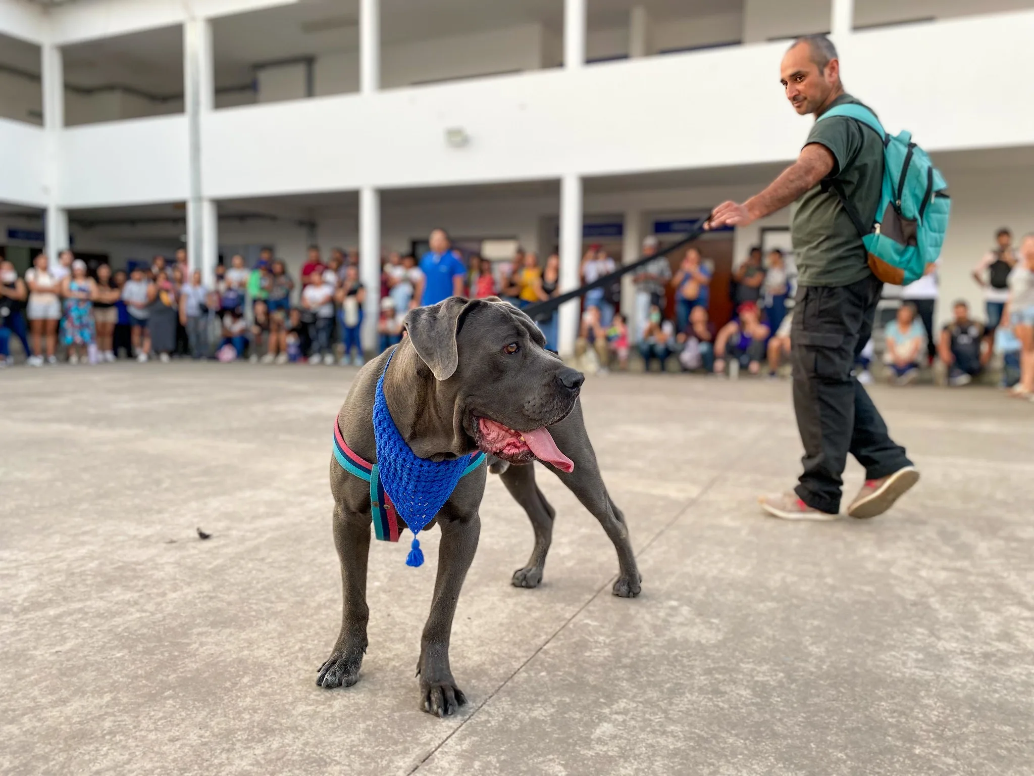 taller perros peligrosos 10