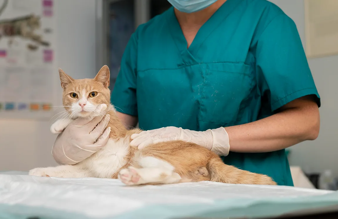 castración gatos