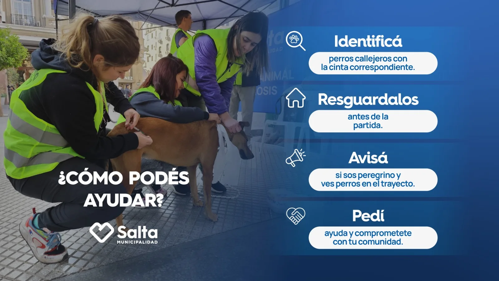ID de perros callejeros (3)