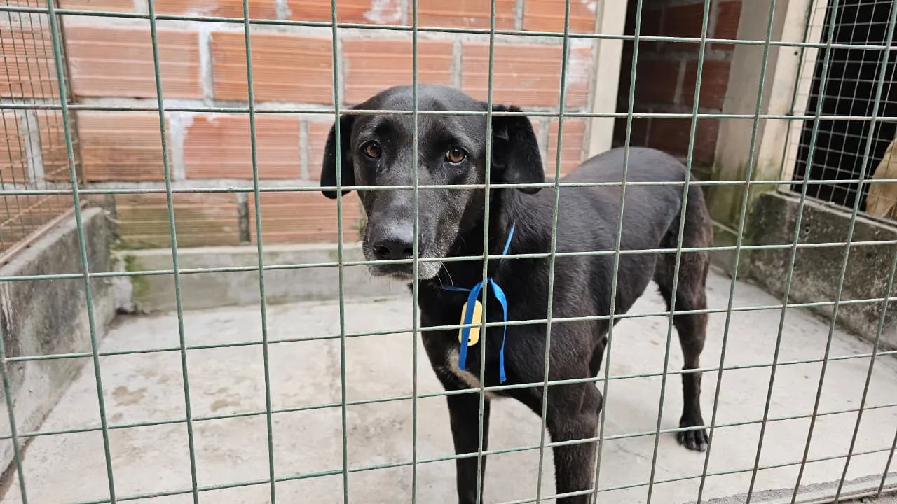 perros extraviados Milagro (3)