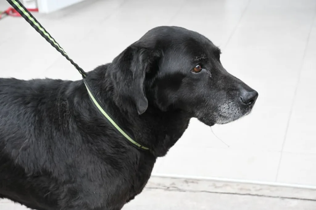 perrita-rescatada-5-1024x683