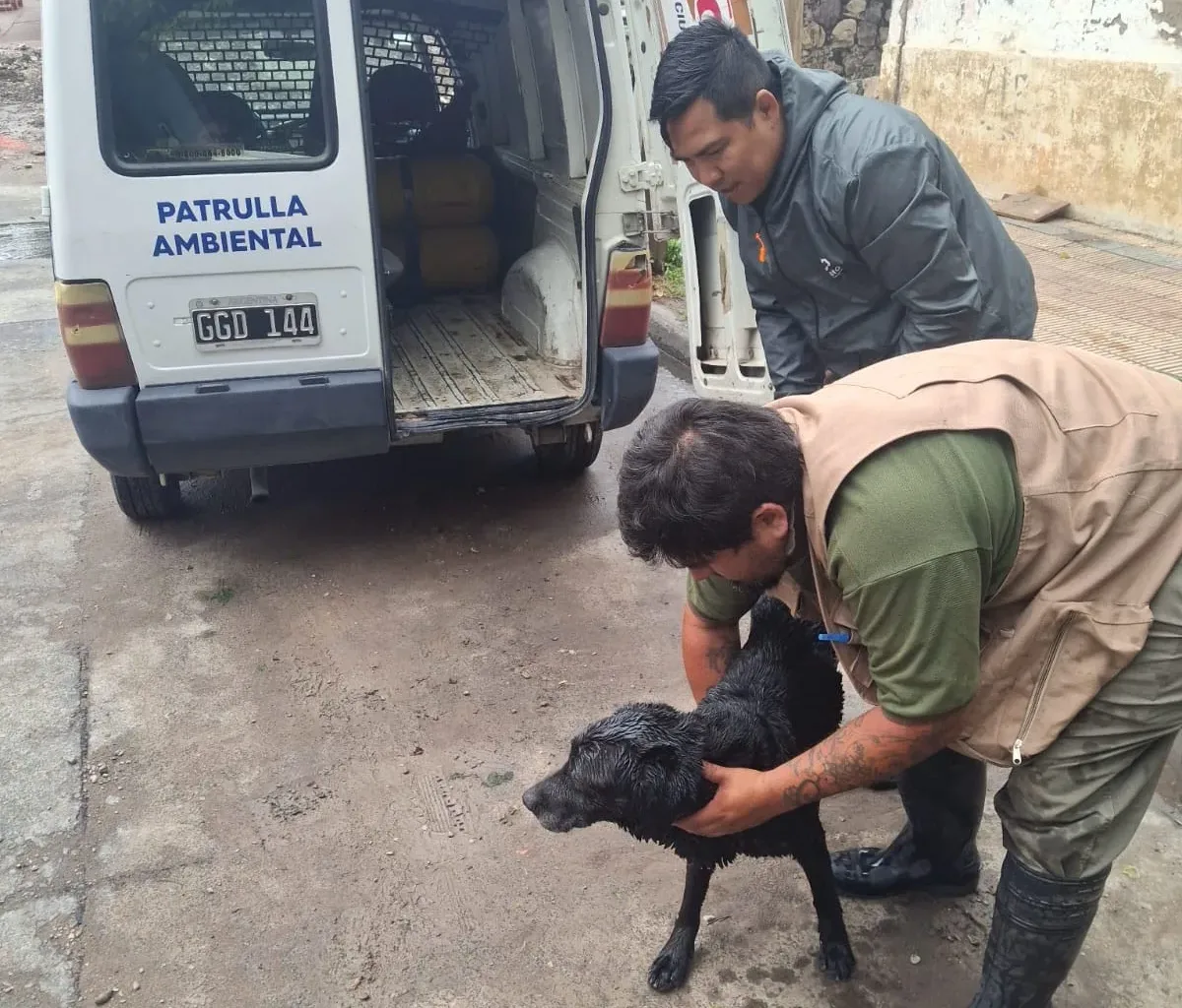 rescate de perro (3) rescate de perro (3)