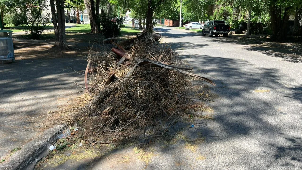 microbasural3 microbasural3