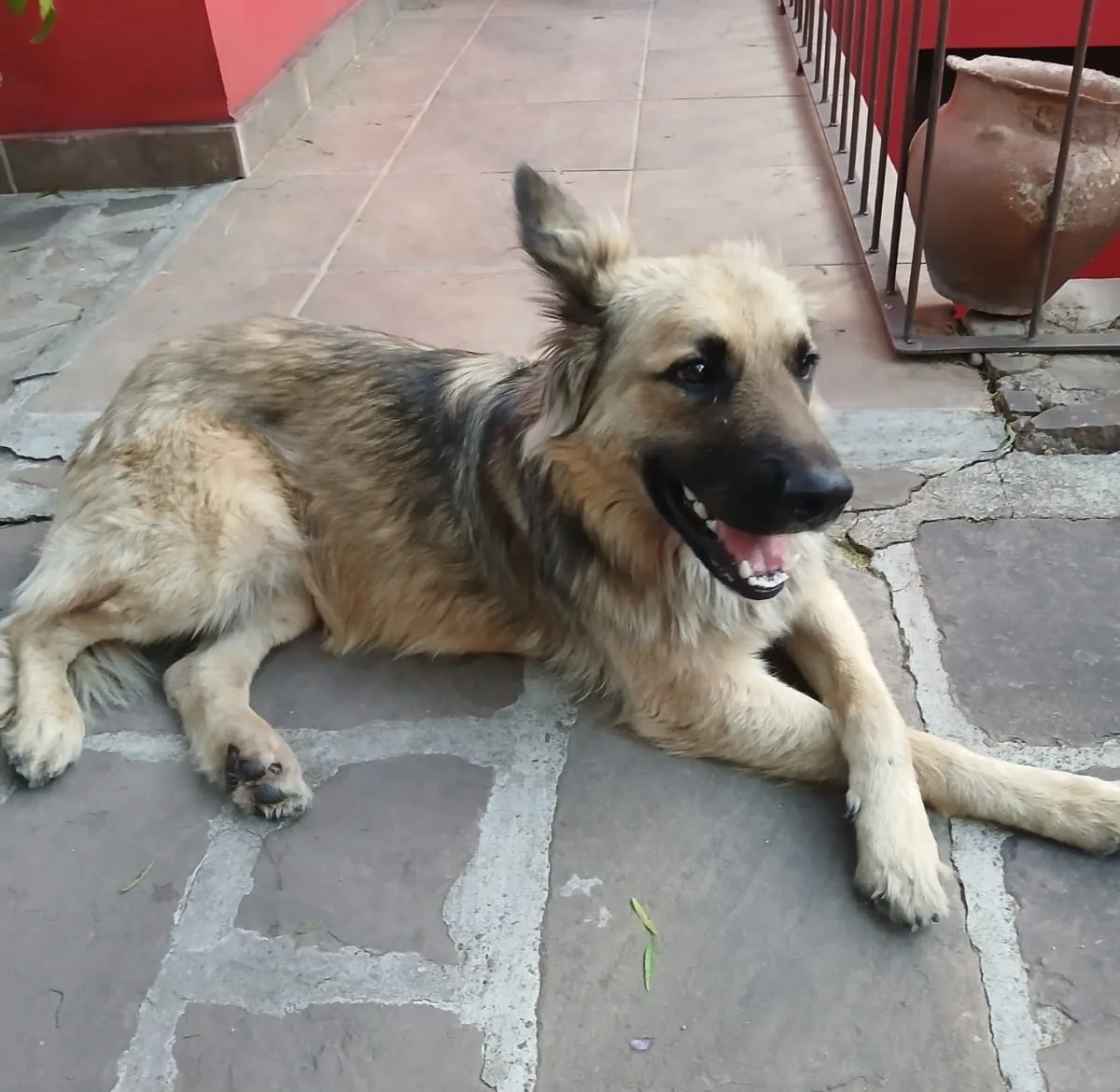 perro encontrado perro encontrado