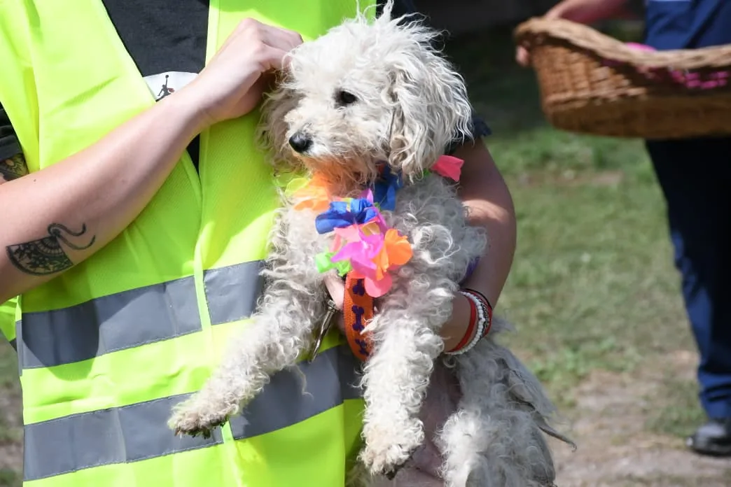 vacunación antirrábica 17