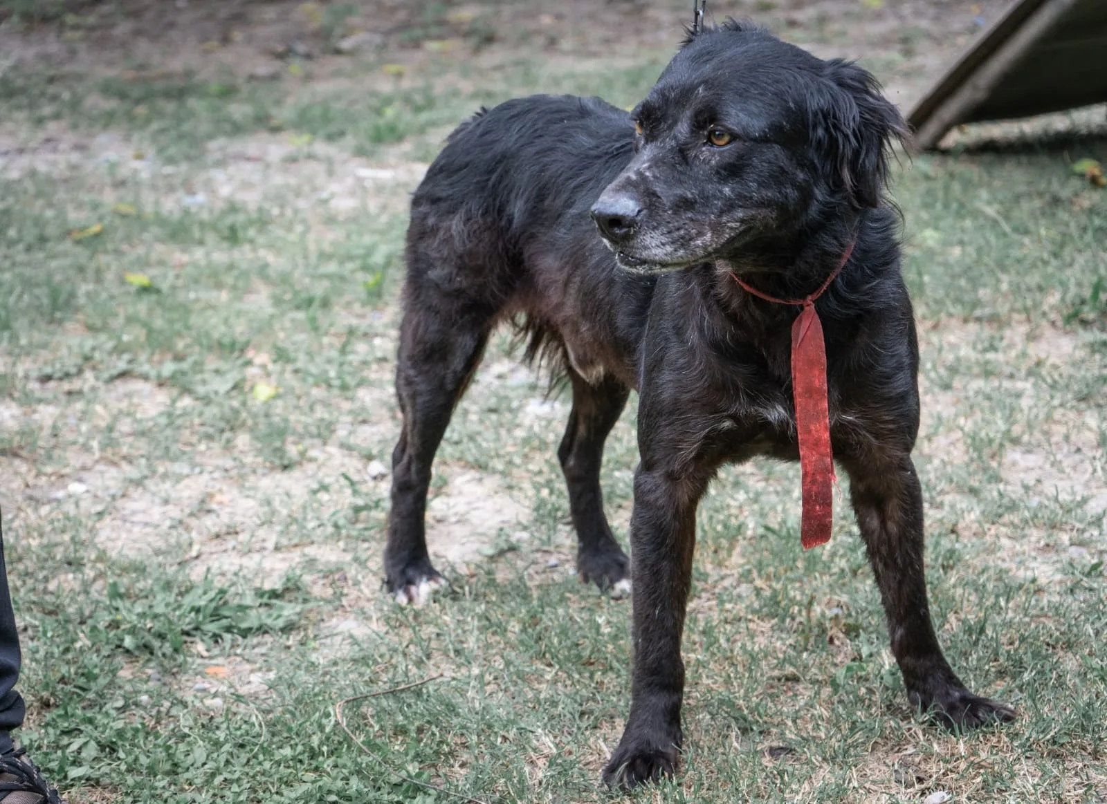 adopción obama (4) (1) adopción obama (4) (1)