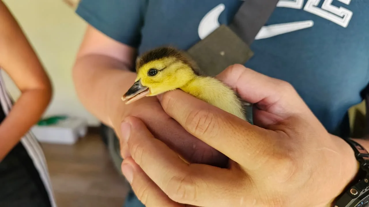 patos rescatados (3) patos rescatados (3)