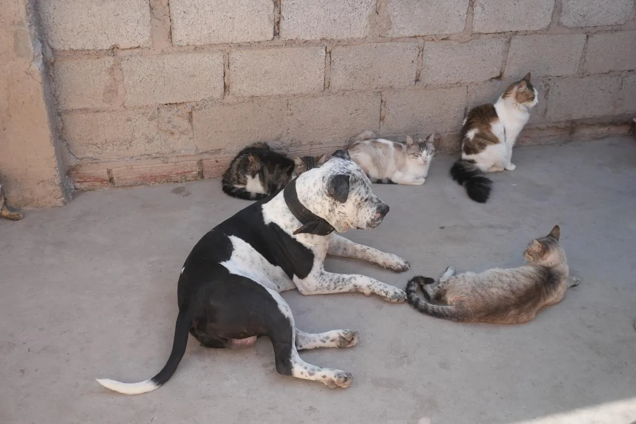 vacunación antirrábica 18