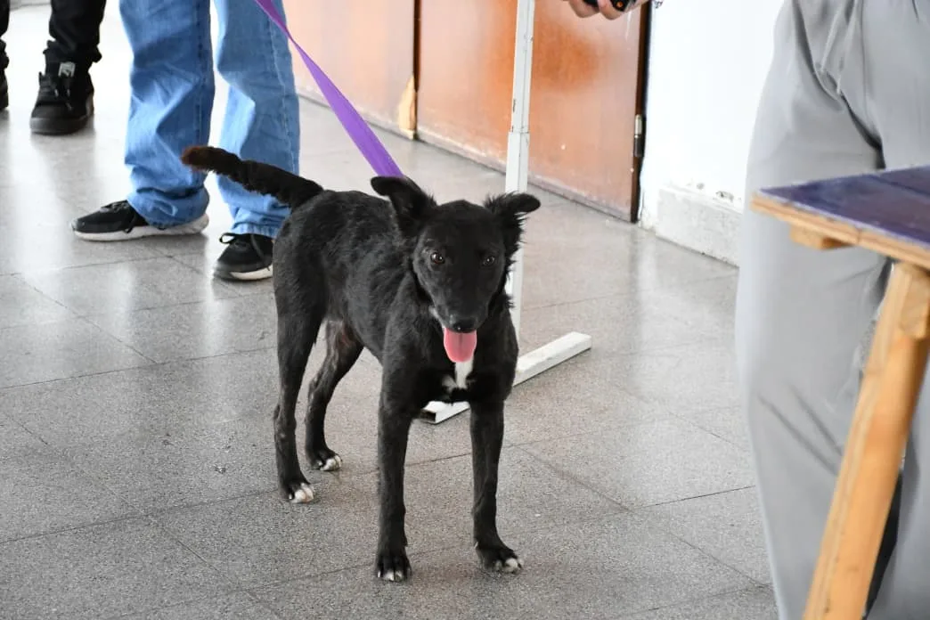 Jornada de adopciones en la escuela de emprendedores (7) Jornada de adopciones en la escuela de emprendedores (7)