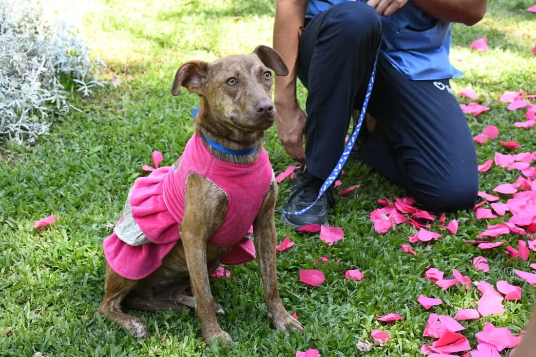 adopción san valentín (6)