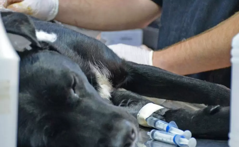 castración perro imagen castración perro imagen