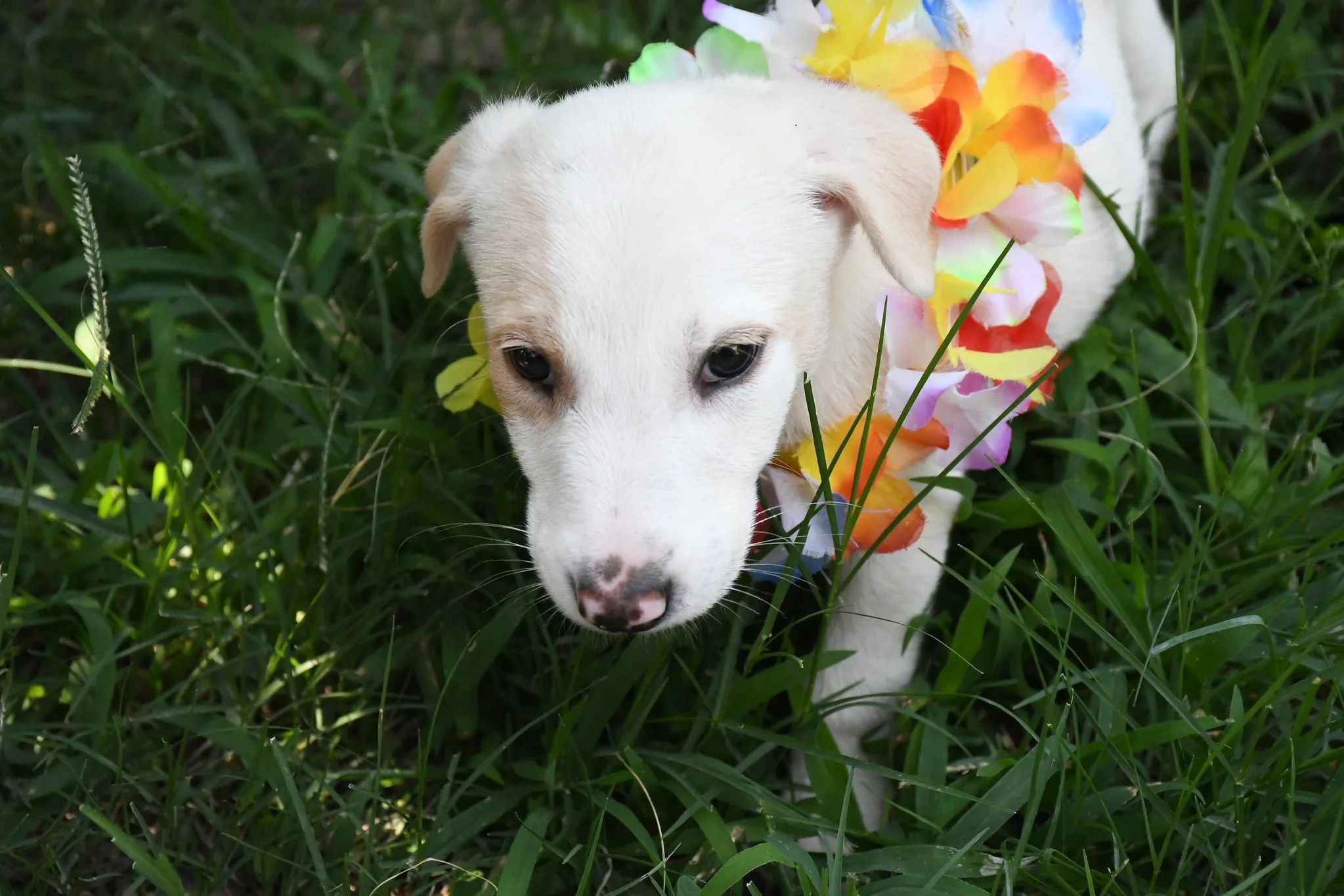 centro de adopciones 8 centro de adopciones 8