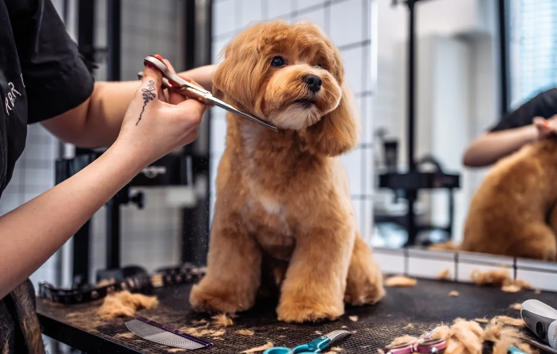 Curso-de-Peluquería-Canina Curso-de-Peluquería-Canina