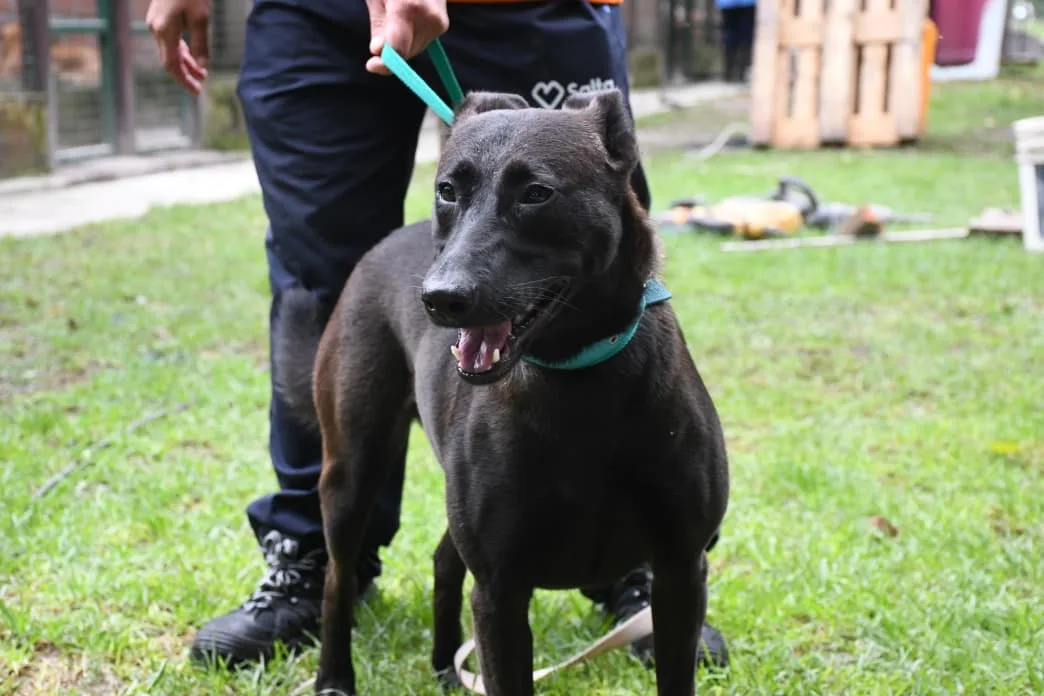 perros adopción (5)