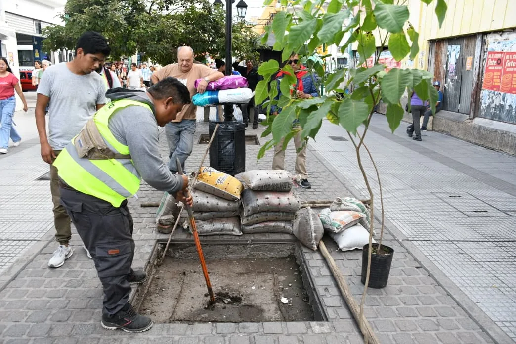 plantacion macrocentro (2)