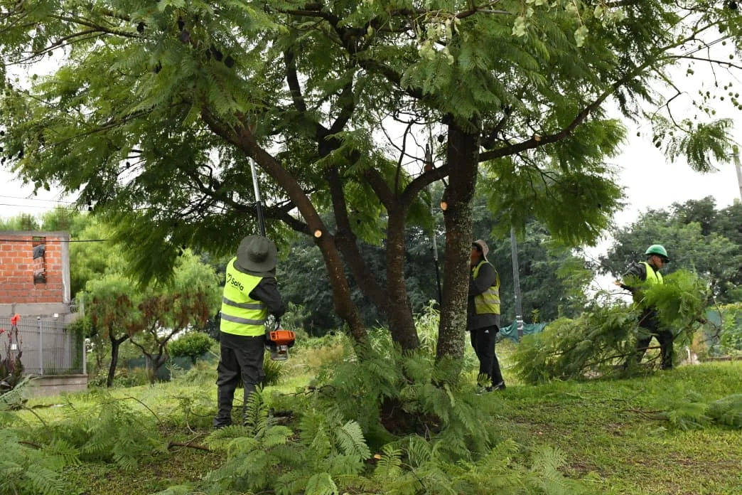 podas Grand Bourg (4)