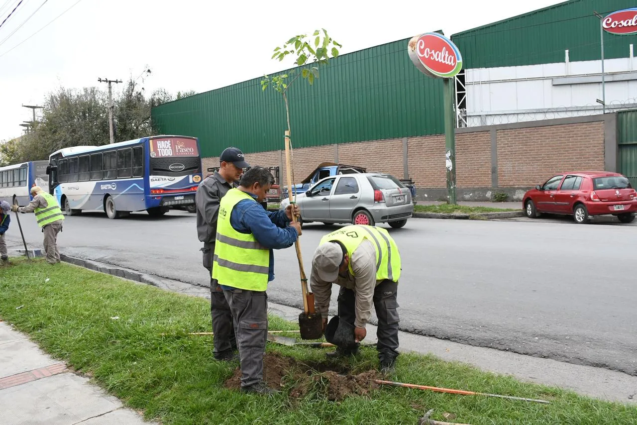 Plantación de árboles en Av Chile (3)