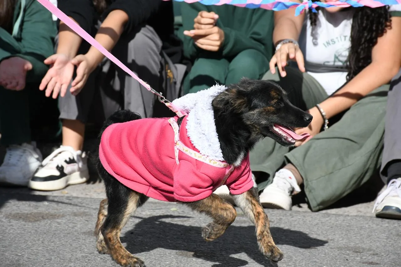 perros desfile Bienestar Animal (1) perros desfile Bienestar Animal (1)