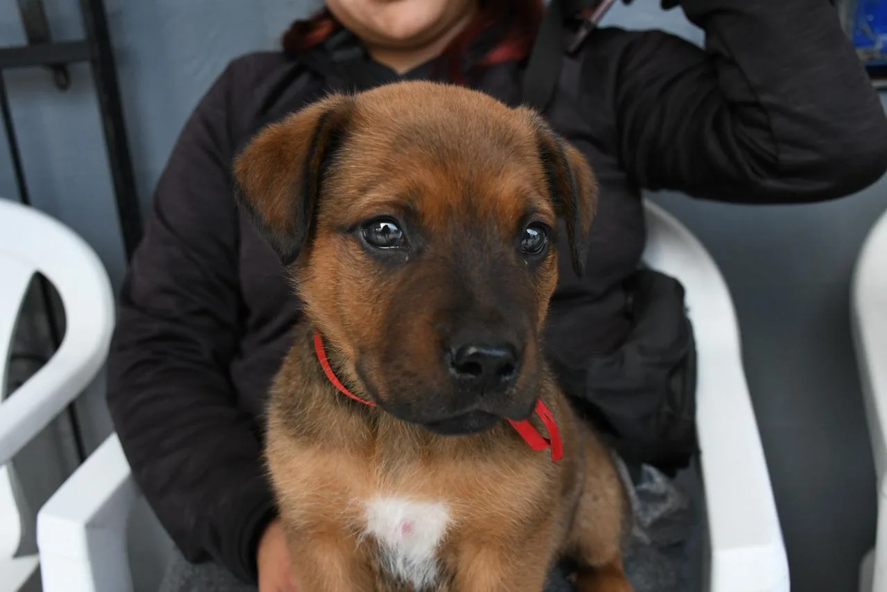 perros (3)