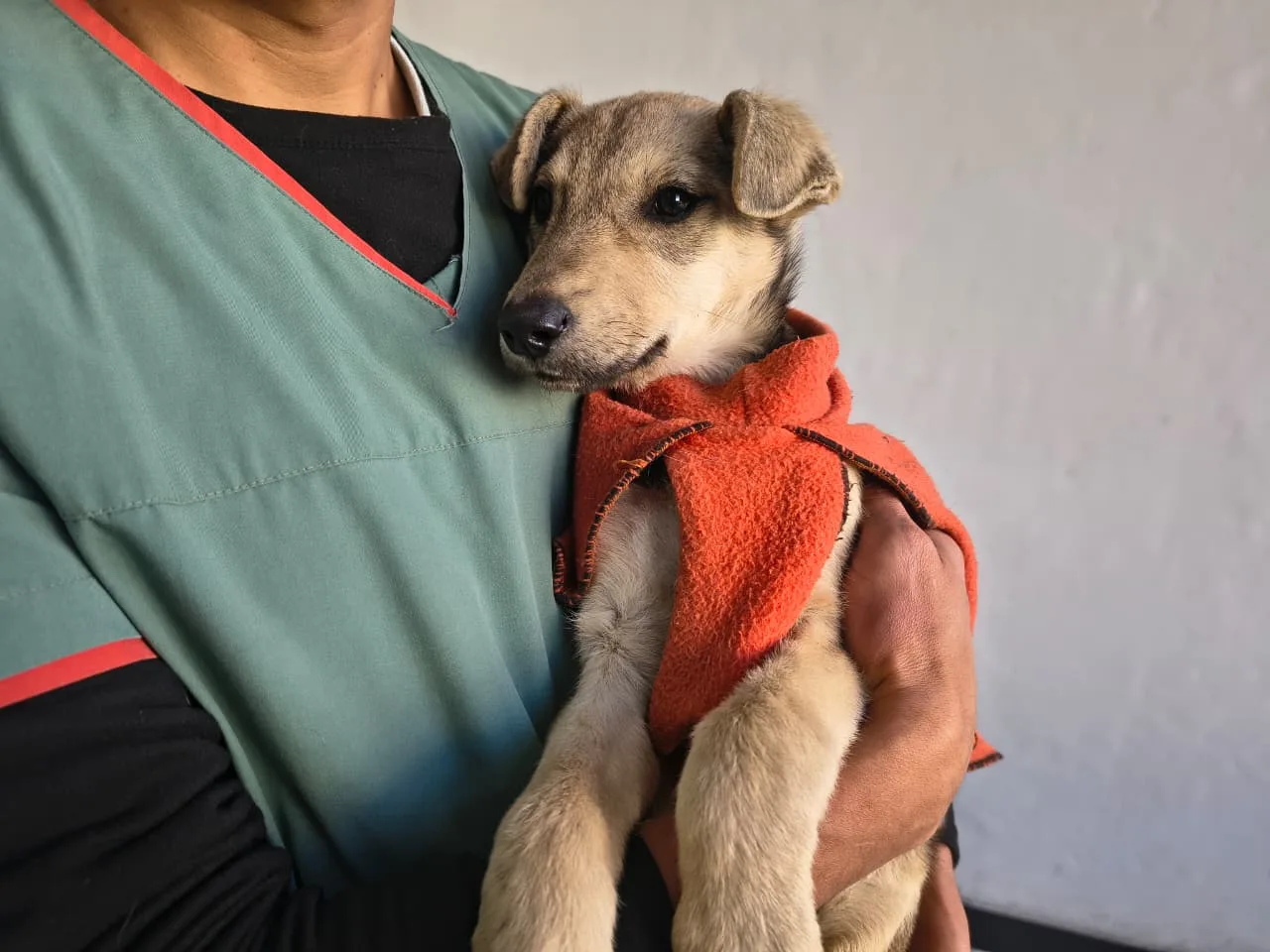 jornada de adopción guemes y mitre 8 jornada de adopción guemes y mitre 8