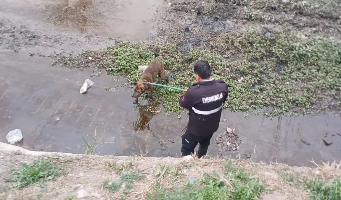 perro rescatado (1)
