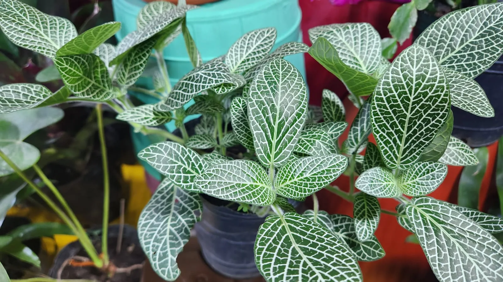 planta 3 planta 3