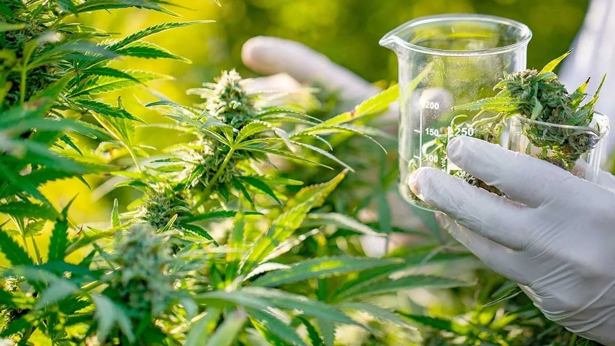 cannabis1