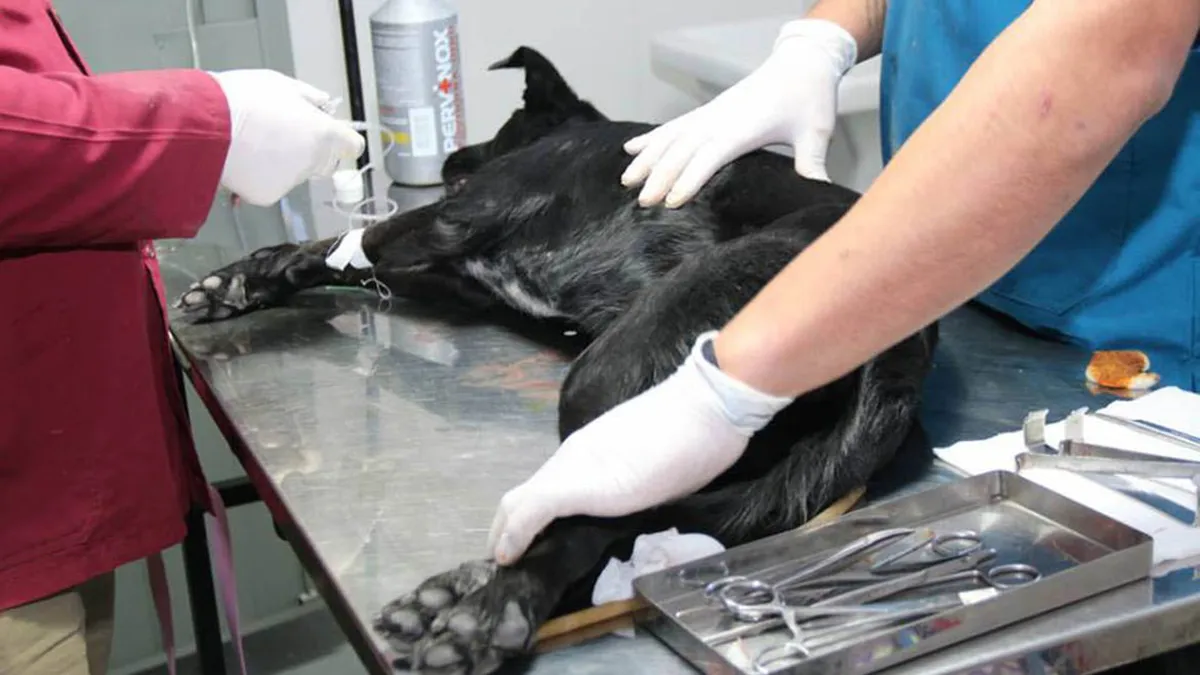 castraciones de animales 1